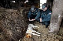 Agentes de la Guardia Civil fotograf�an el cuerpo sin vida de la perra tiroteada.