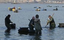 Las presencia de las mariscadores en los bancos de la r�a se intensifica en las fiestas. 