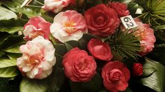 Cambados y Valga presumen de camelias