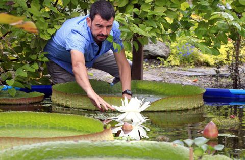 El bilogo Oliver Weiss, con el nenfar gigante que floreci el verano del 2013. 