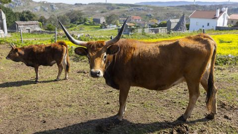 Las vacas cachenas son unas de las razas autctonas de Galicia