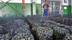 Subasta del berberecho en el 2012 en Campelo, cuando este producto reportaba m�s de un mill�n de euros a la lonja