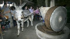 La exhibici�n de molienda de aceitunas al estilo tradicional es uno de los atractivos de la Mostra do Aceite de Quiroga