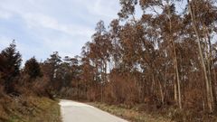 Eucaliptos te�idos de rojo al borde de la carretera