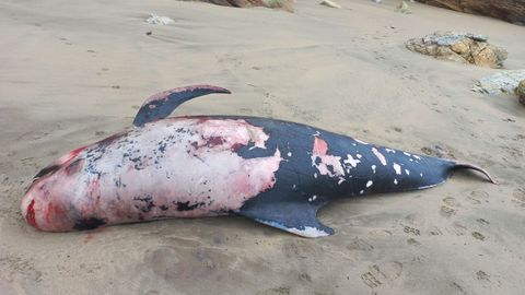 El cad�ver del caldeir�n fue hallado este fin de semana en Os Ri�s, Malpica.