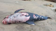 El cad�ver del caldeir�n fue hallado este fin de semana en Os Ri�s, Malpica.