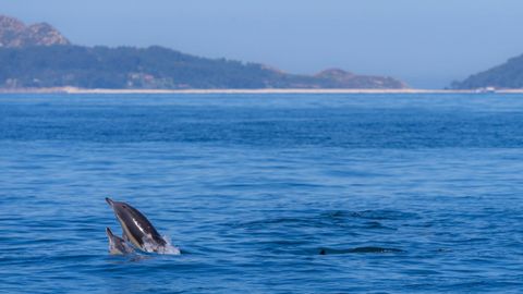 Una pareja de delfines ante el archipi�lago de las islas C�es.