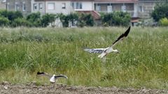 El Aula da Natureza anima a observar aves