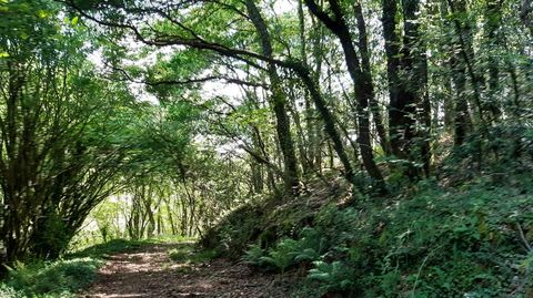 Monte Cernadas, en Val do Dubra, en A Corua, uno de los bosques de plan de biodiversidad de Ence