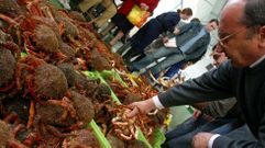 Una subasta de centolla en la lonja de Ferrol