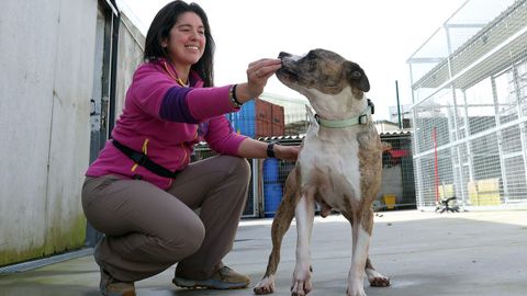 Capi, el abuelito perruno de Moura, busca una familia. Este pit bull de 10 a�os ya lleva dos viviendo en la protectora a la espera de un hogar
