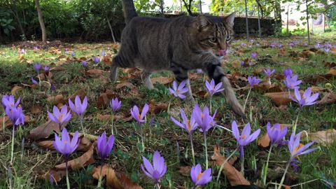 Imagen de archivo de un gato paseando entre flores de azafr�n en Viveiro