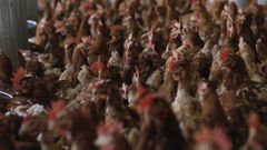 espa�a ha sufrido este a�o uno de los brotes m�s importantes de gripe aviar, que ahora da paso a la enfermedad de Newcastle