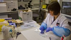 Una especialista de la Polic�a Cient�fica analiza una muestra biol�gica en el laboratorio de ADN de A Coru�a