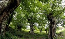 El insecto puede favorecer la presencia de hongos. En la imagen, souto de casta�os en Quiroga.