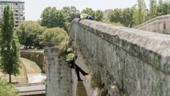 Trabajos para retirar la maleza del puente Romano de Ourense