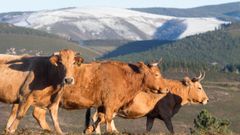 M�is de 250 vacas pacen nas fincas desta aldea ancaresa.