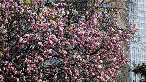 Magnolios en flor en Cuatro Caminos