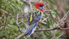 Ejemplar de perico multicolor o Platycercus eximius, como el intervenido.