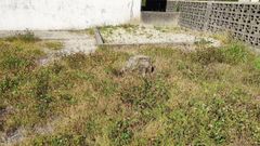 Patio del colegio de Abad�n, cuyo mal estado denuncia el PSOE