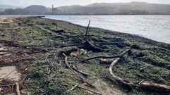 Playa de Lourido llena de maleza arrastrada por los r�os al mar y empujada por las olas a la orilla este viernes