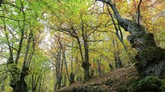 La impotancia paisaj�stica del campo ser� tratada en las jornadas.