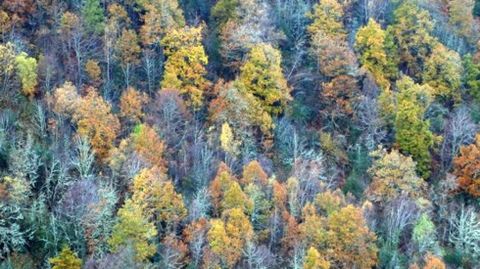 Bosque asturiano