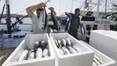 Pescadores descargando bonito fresco en esta costera en Burela, lder en Galicia en la venta de ese tnido 