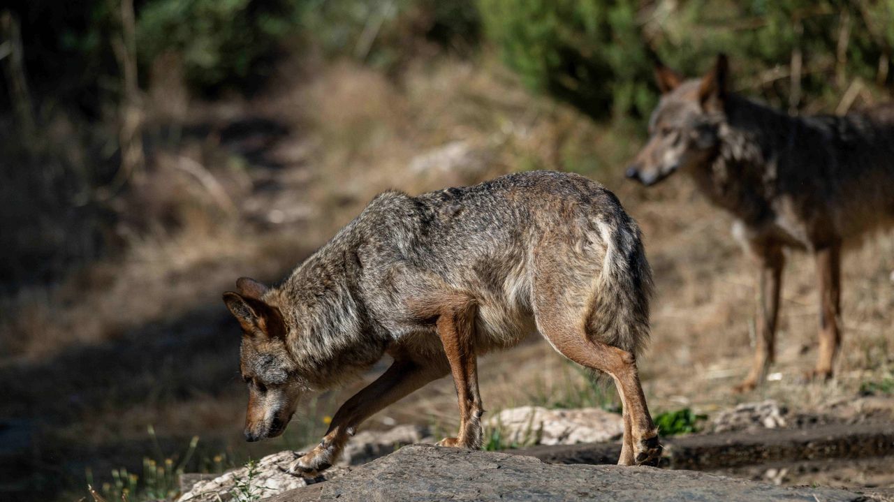 Los tribunales dan una nueva tregua al lobo ibérico