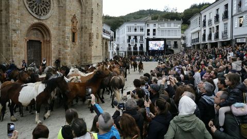 Descenso del ganado en la As San Lucas de Mondo�edo en la edici�n de 2026