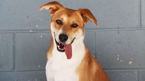 Pick, el perro de la protectora Os Palleiros que protagoniza un anuncio.