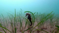 Caballito de mar en una pradera de faner�gamas marinas 