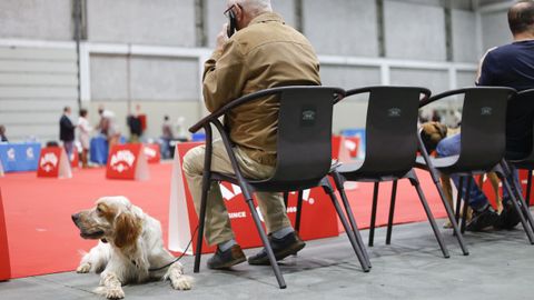 Exposici�n Canina de Galicia en Lugo