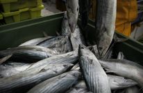 Descargas de bonito