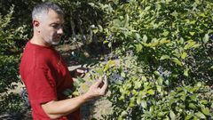 �ngel Mart�nez, uno de los socios de Ar�ndanos Soutomaior, en la plantaci�n.