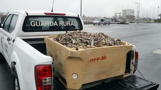 En A Illa, el sector de recursos espec�ficos retir� ayer m�s de 200 kilos de navaja muerta.