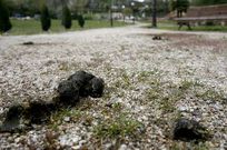 Excrementos sin recoger en el lalinense paseo del Ponti�as.