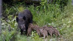 Rescate de jabal�es en Monforte