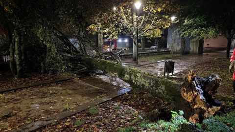 El temporal tir un gran rbol en el Campo da Feira