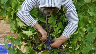La interprofesional del vino aconseja utilizar los contratos homologados