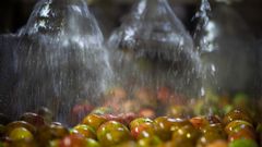 El proceso de tratamiento de la manzana y elaboraci�n de la sidra en San Roman, Asturias