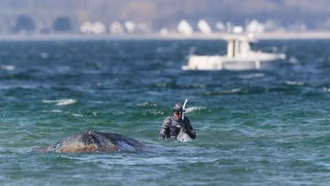 Un�miembro del equipo de rescate�junto a la ballena jorobada el pasado jueves