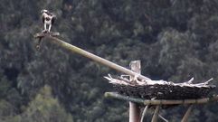Ejemplar de �guila pescadora.Ejemplar de �guila pescadora