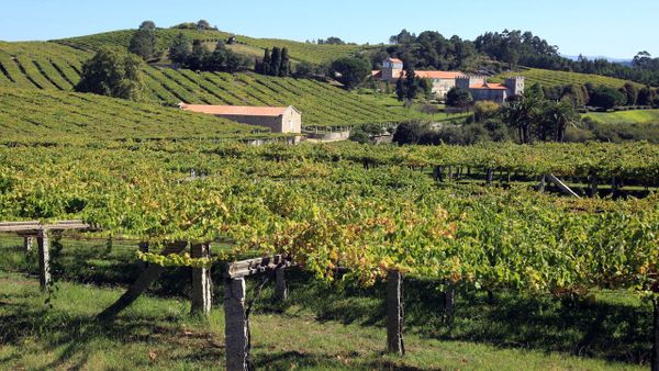 Imagen de archivo de unos vi&ntilde;edos de R&iacute;as Baixas