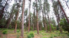 El pino es la superficie que predomina en la comunidad de montes de Lagostelle 