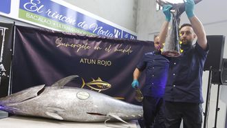 Ronqueo de at�n rojo en la plaza de abastos de Vilagarc�a