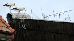 Una pareja de cigüeñas en un edificio de Chantada en el que se instalaron artefactos para impedir su nidificación. En el inmueble donde se impuso la sanción se había obstruido una chimenea 