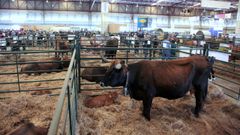 Imagen de archivo de unas vacas de raza aut�ctona en la feria