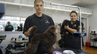 Alejandro Pita y Sandra Regina tienen una peluquera canina, pero adems se dedican a preparar caniches para competiciones