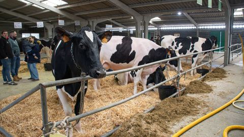 Subasta de ganado fris�n en Friol